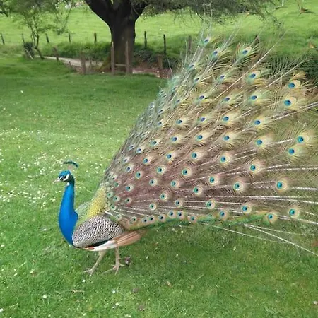 Feriehus Pequenocabarceno