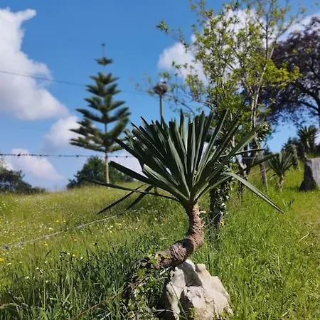 Pequenocabarceno * Solares