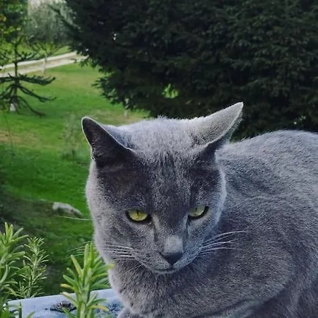 Pequenocabarceno * Solares