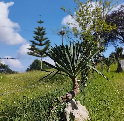 Pequenocabarceno * Solares