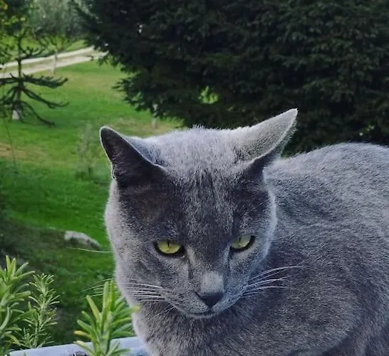 Pequenocabarceno * Solares